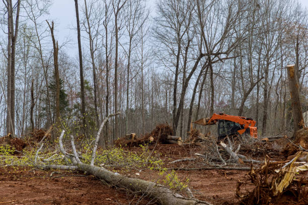Tree and Shrub Care in New Rochelle, NY